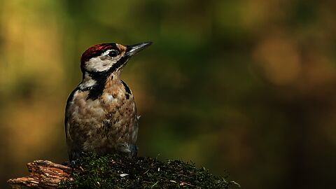 Afbeelding van lachende mensen die een spel spelen